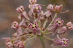 Clasping milkweed